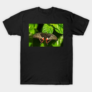 Butterfly on a Leaf T-Shirt